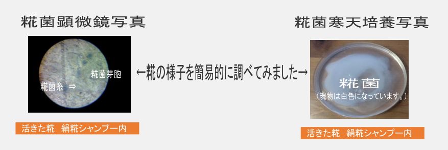 顕微鏡観察